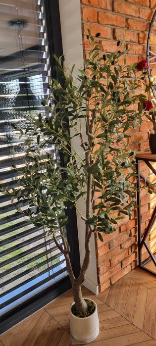 Drzewko oliwne 180cm