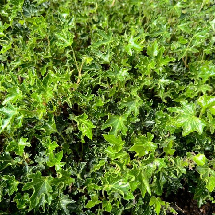 Bluszcz pospolity 'Ivalace' (Hedera helix) w doniczce P11