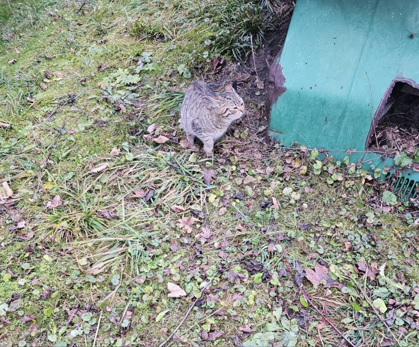 Віддамо киць в добрі руки