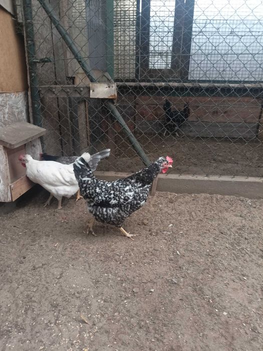 Jaja lęgowe od kur grensshell