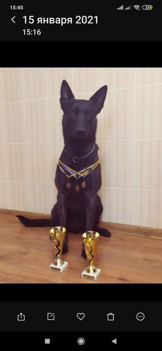 Вязка голландська вівчарка(хердер)