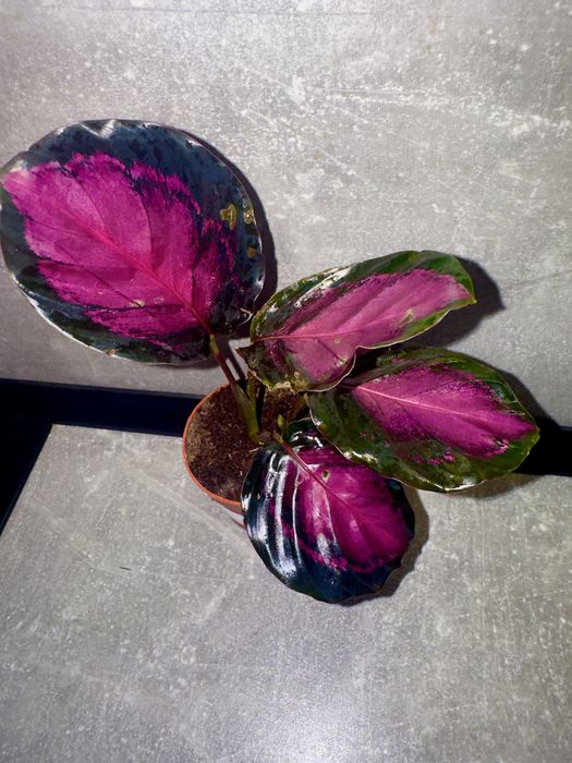 Калатея Кримсон (розі)