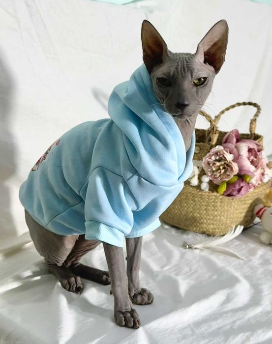 сфинкс (донской, уральский) есть малыши апрель, сентябрь 2025