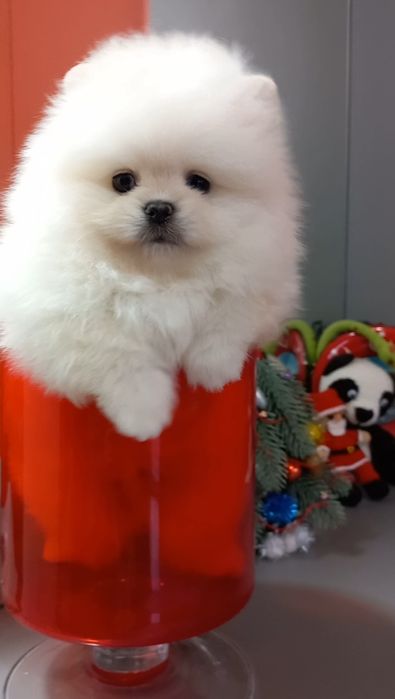 Шикарный  мини мальчик с документами