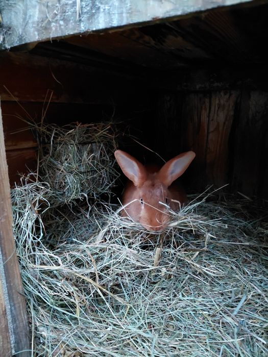 Sprzedam samice kotne meklemburskie