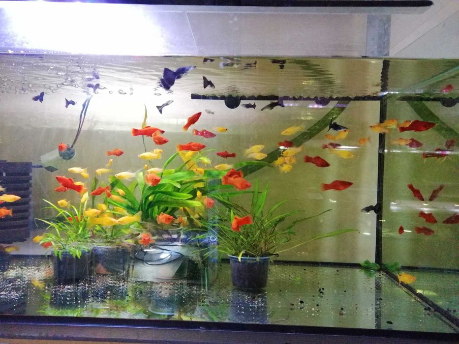 Molinezja czarna, złota