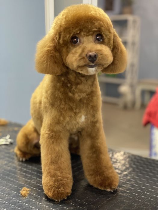 Грумер. Стрижка собак. Святопетрівське  Білогородка Боярка