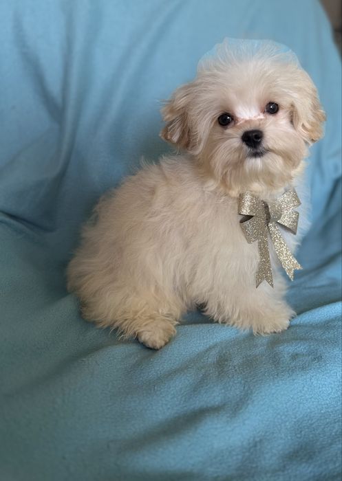 Шикарний хлопчик Мальтіпу.