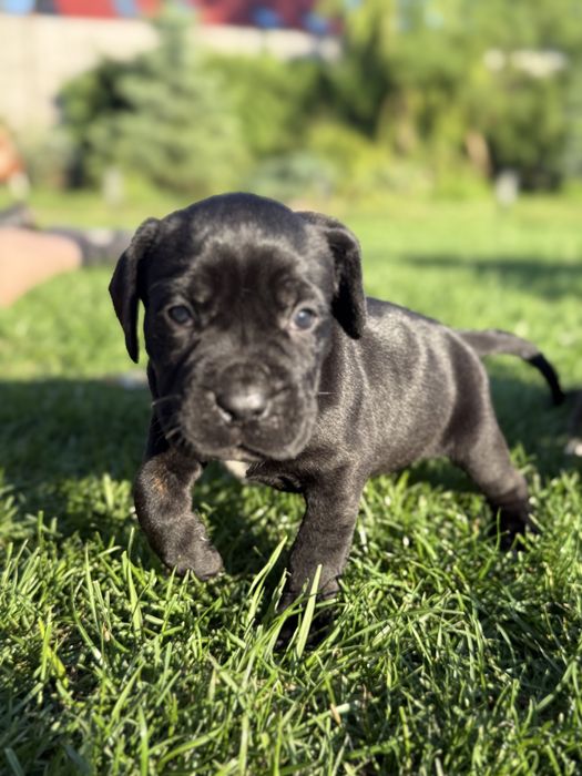 Cane Corso szczeniak