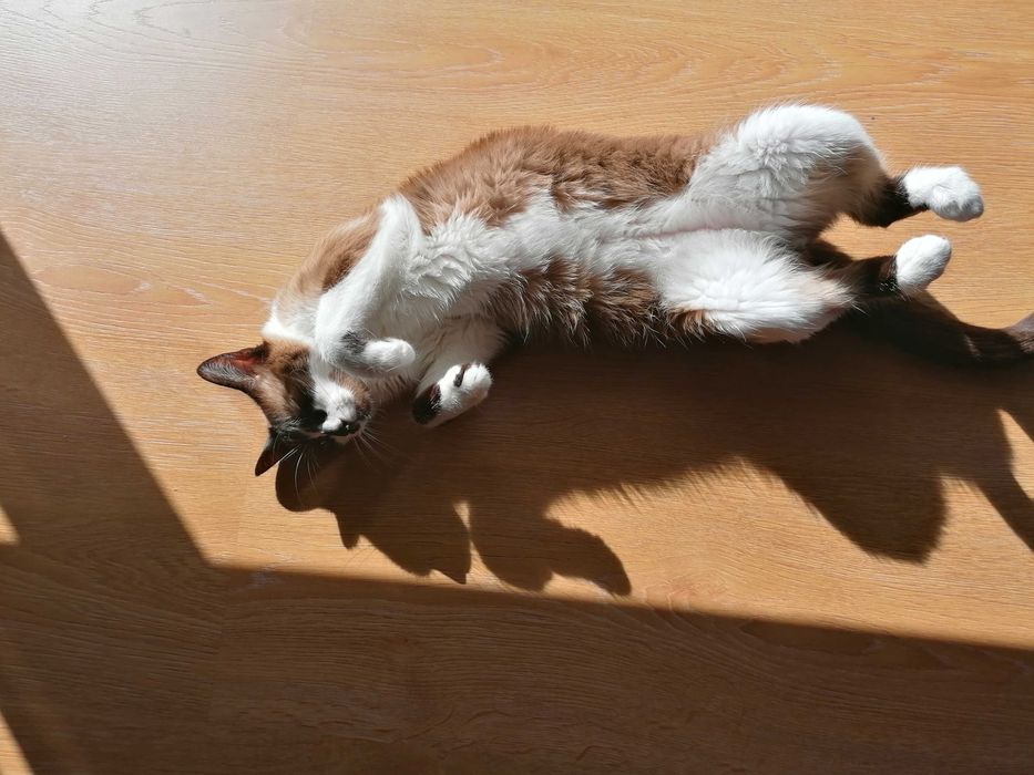 Adoção gatinho macho