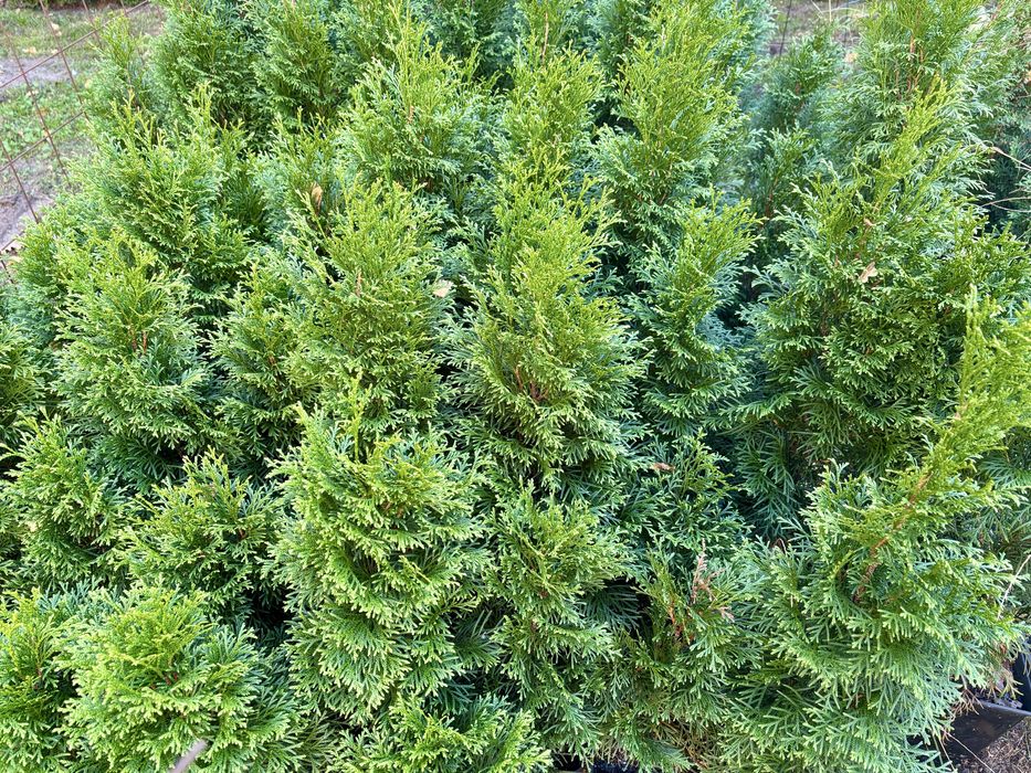 Tuja Sznaragd - 30 / 40 cm -  Doniczkowame - Transport