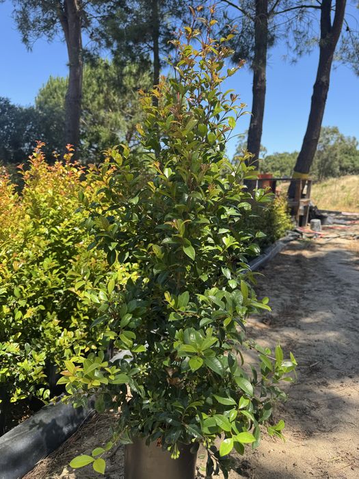 Eugenias 1,30 m