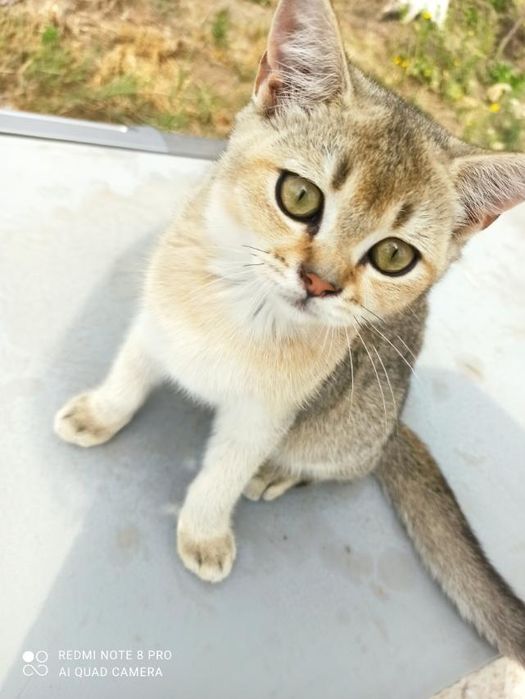 Кошенята різних порід