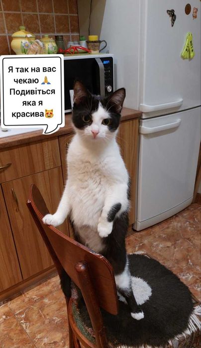 Чарівна ласкава киця шукає сім'ю