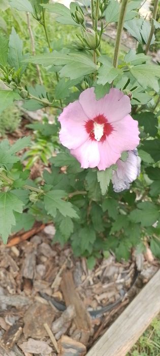 Hibiskus różowy - Ketmia syryjska krzew