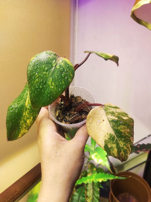 Philodendron Strawberry shake/Emerald red