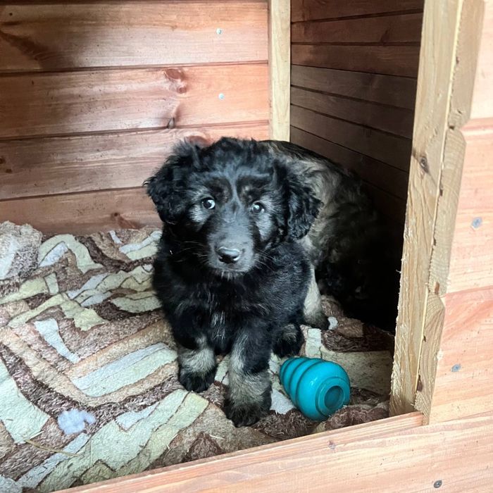 Віддам цуценя в добрі руки