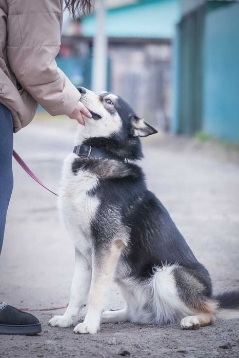 Хлопчик, метис хаскі