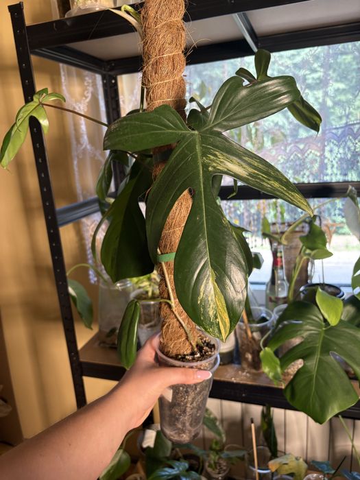 Philodendron florida beauty