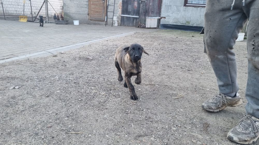 Owczarek Holenderski z Rodowodem