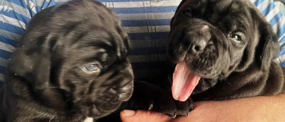 щенки Kane--Korso