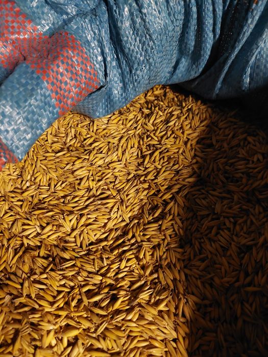 Ziemniaki paszowe zboże przenica owies pszenżyto