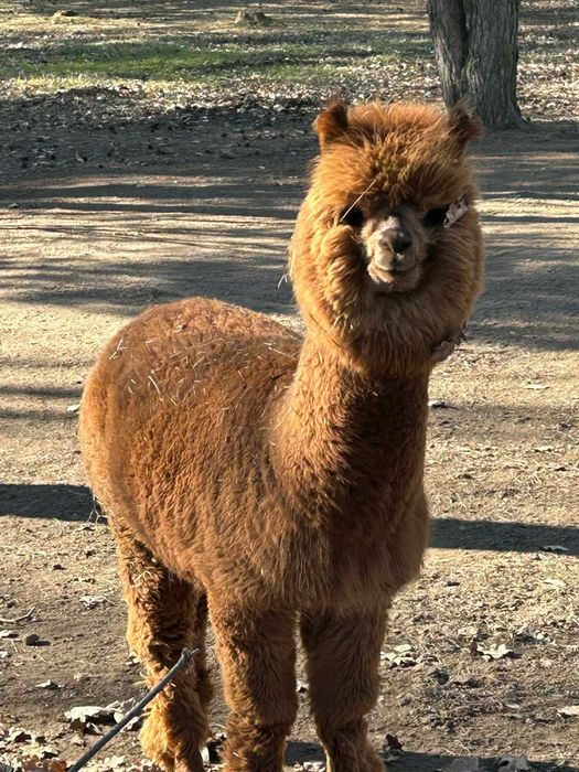 Aplaki 2 Samice i Samiec