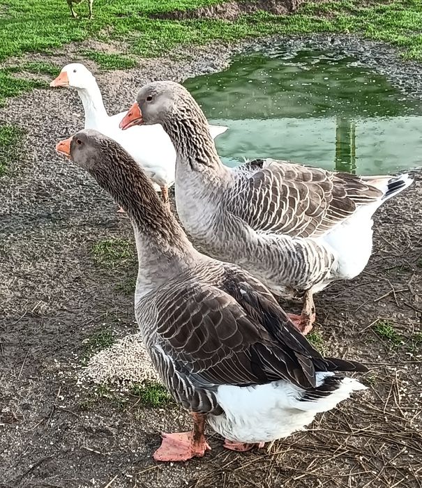 Casal de gansos Toulouse