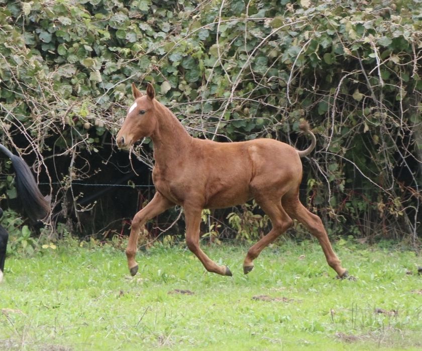 Poldra cruzada de lusitana 6 meses