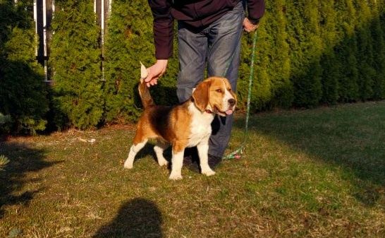 Piękny pies Beagle z rodowodem