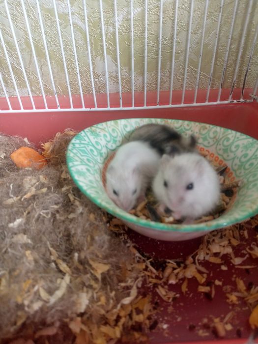 Джунгарские хомячки