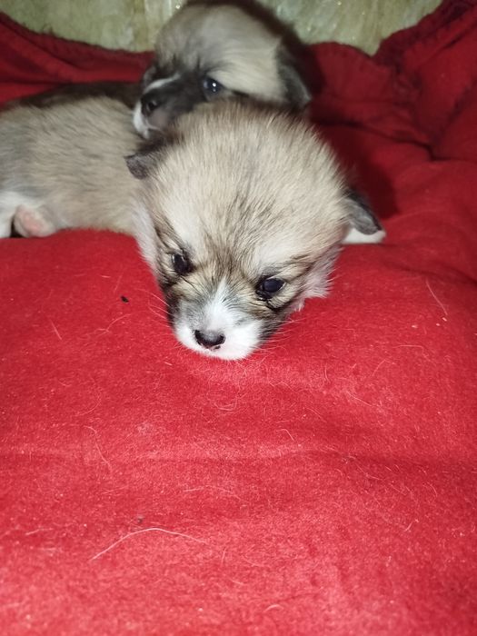 Вельш коргі ремрок