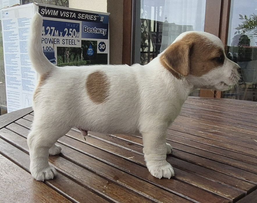 Jack Russell Terrier Fioletowa Magia Fci