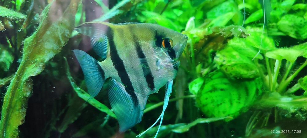 Скалярии разных размеров