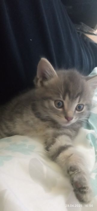 Котик чудовий тигровий