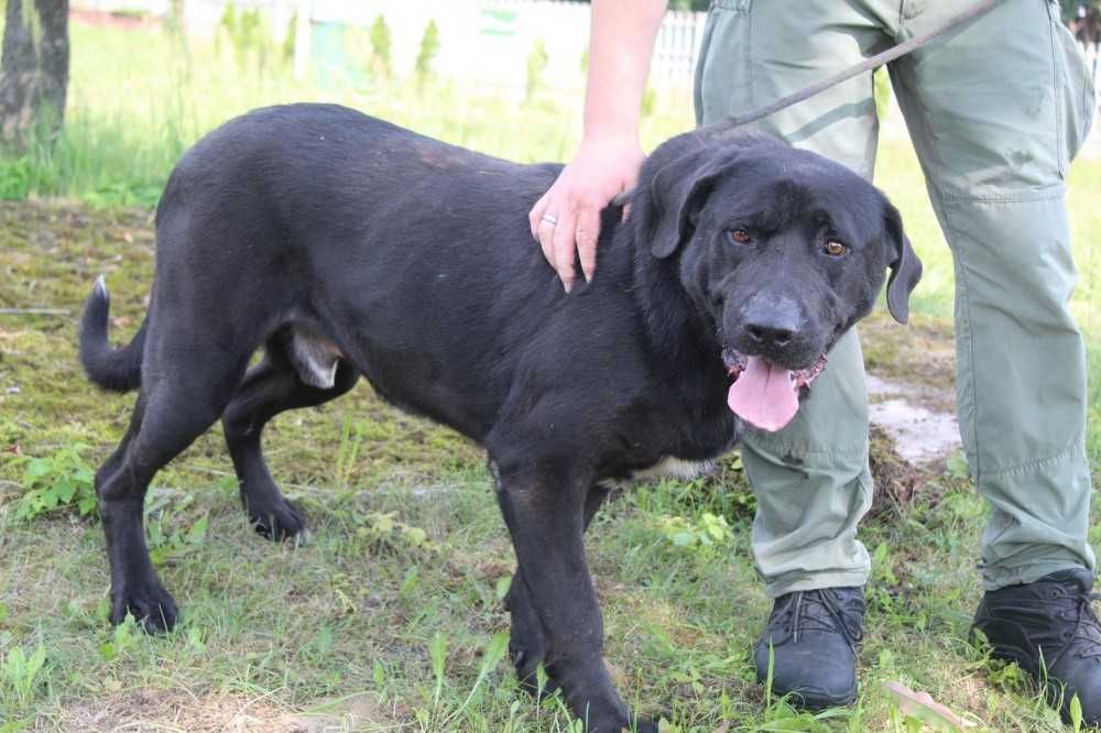 044327  Kelly do adopcji.