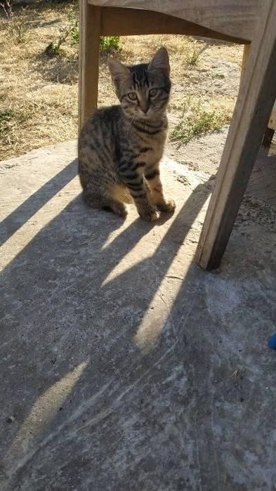 Кошечка и котикв хорошие руки