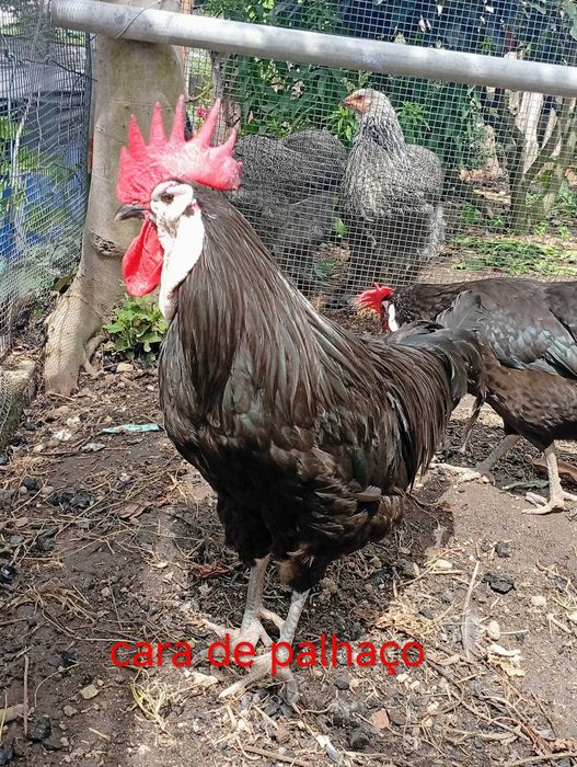 ovos galados de Jersey Gigante e de Cara de Palhaço