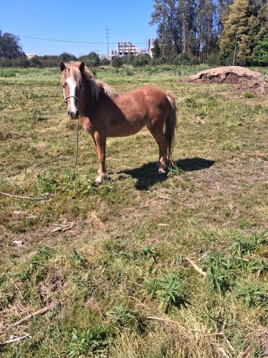 Pónei femea tres anos