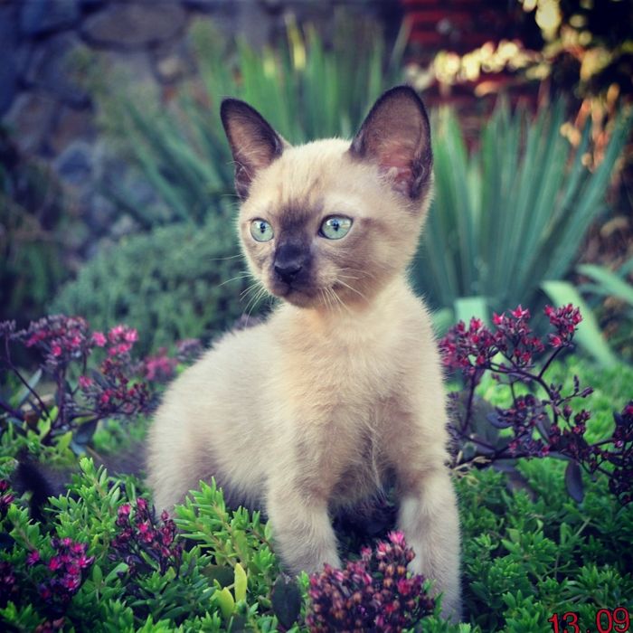 Тонкінез, тонкінська кішка.Чистокровный тонкинез