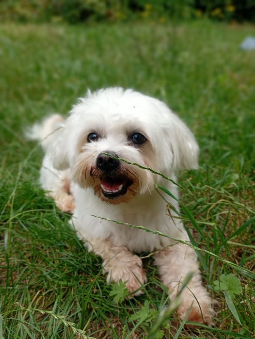 Tobi mały maltańczyk do adopcji