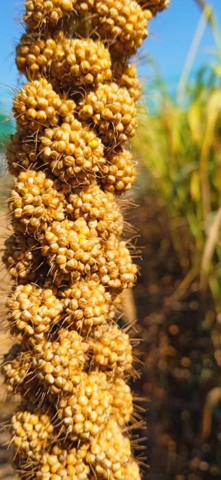 Просо чумиза ...