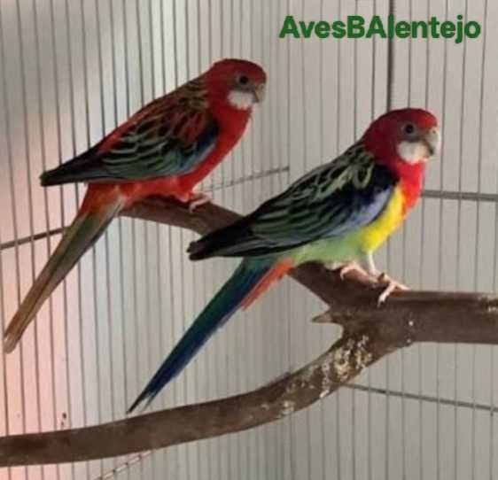 Roselas opolinas vermelhas e Ancestral