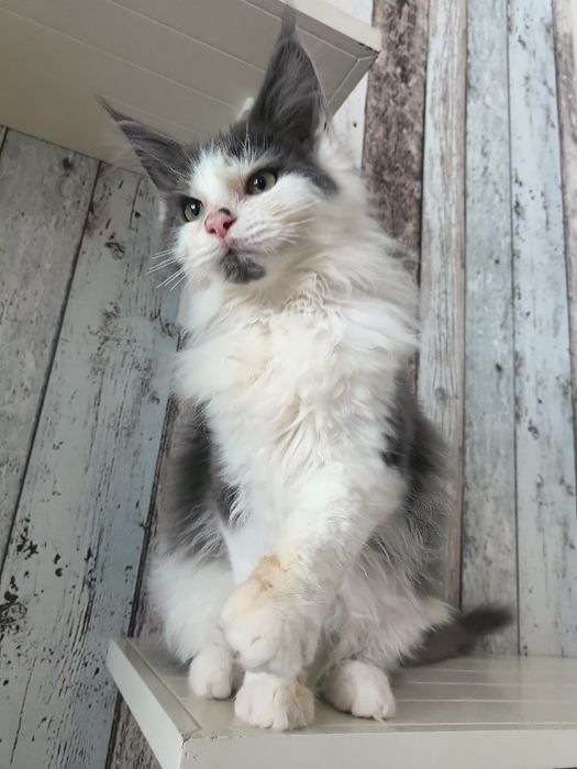 Rodowód FPL-Piękny dorodny Kocurek Maine Coon