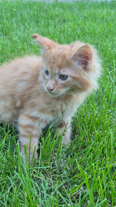 Maine Coon rudy kocurek