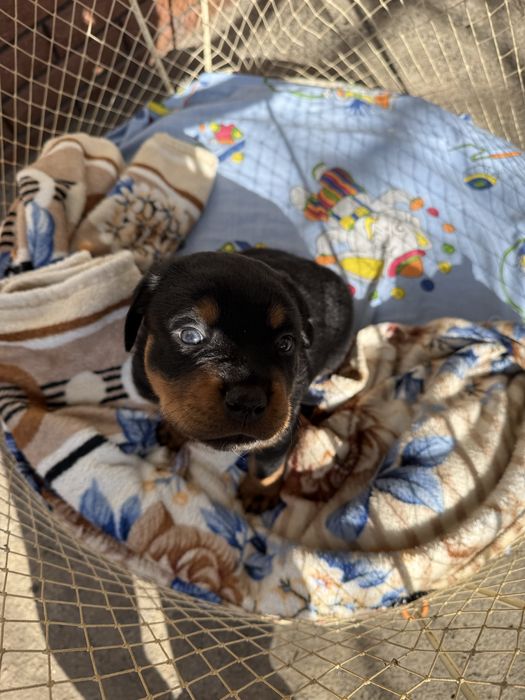 Крупний щенок ротвейлера