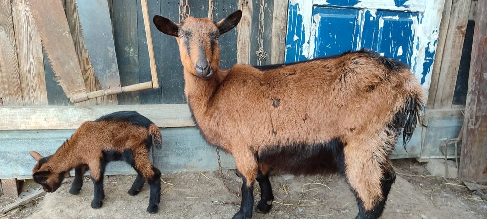 Продаються кози альпійської породи