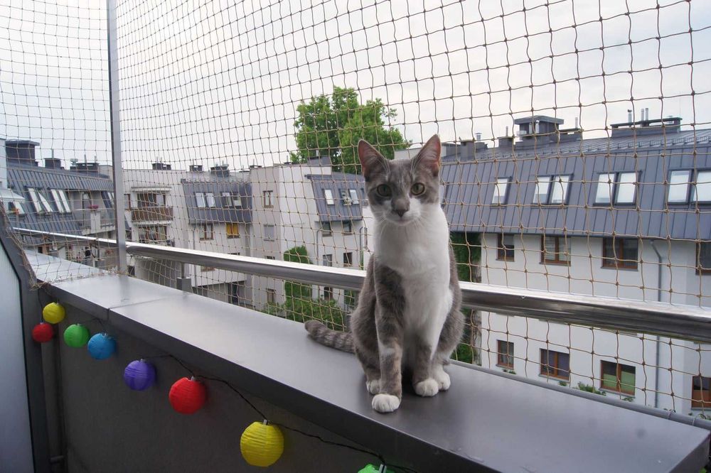 Montaż siatki dla kota na Balkon, Taras i Okna - Olsztyn i okolice