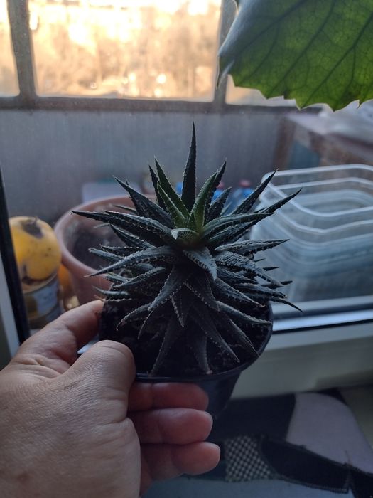 Комнатные  цветы