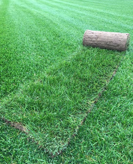 Trawa z rolki 1 gatunek, trawnik z transportem, zamówienia online